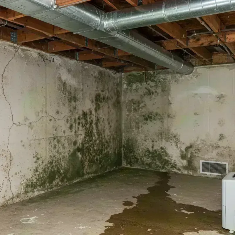 Professional Mold Removal in Westernport, MD